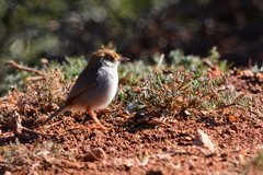 Cisticola fulvicapilla