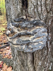 Climacodon septentrionalis