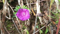 Ipomoea plummerae