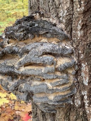 Climacodon septentrionalis