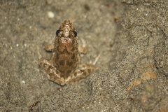 Fejervarya limnocharis