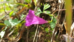 Ipomoea plummerae