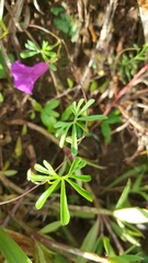 Ipomoea plummerae