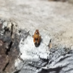 Ceratocapsus apicalis