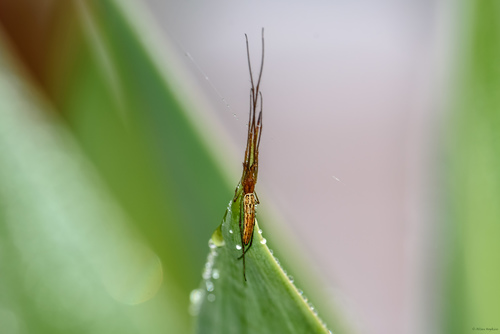 Tetragnatha protensa