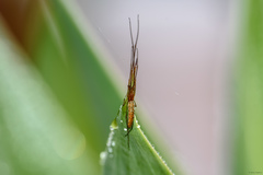 Tetragnatha protensa