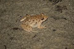 Fejervarya limnocharis