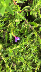 Glandora prostrata