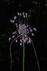 Allium carinatum pulchellum
