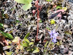 Gentiana prostrata