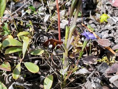 Gentiana prostrata