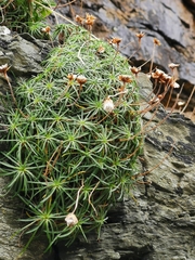 Armeria maritima maritima