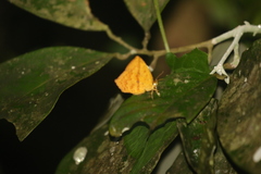 Tetragonus catamitus