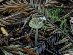Mycena quiniaultensis