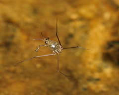 Metrocoris esakii