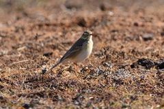 Anthus leucophrys leucophrys