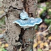 Blue Cheese Polypore - Photo (c) hannera, some rights reserved (CC BY-NC), uploaded by hannera