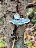 Blue Cheese Polypore - Photo (c) hannera, some rights reserved (CC BY-NC), uploaded by hannera