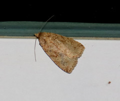 Xylenini
