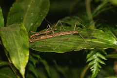 Oxyartes