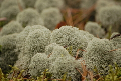 Cladonia stellaris image