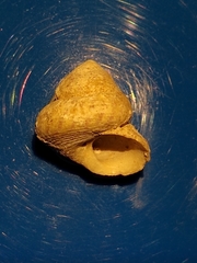 Steromphala divaricata