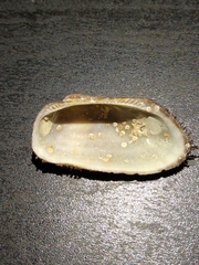 Barbatia barbata