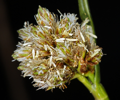 Calliscirpus criniger