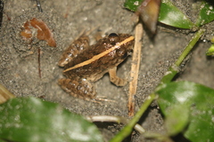 Fejervarya limnocharis