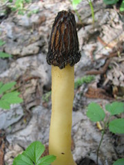 Morchella semilibera