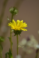 Grindelia chiloensis