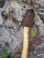 Morchella semilibera