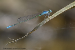 Pseudagrion spencei