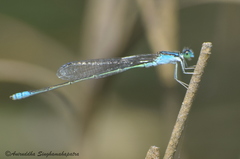 Pseudagrion spencei