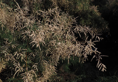 Tamarix nilotica