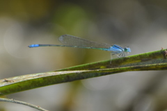 Pseudagrion spencei