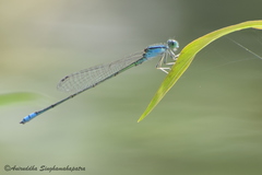 Pseudagrion spencei