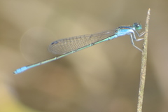 Pseudagrion spencei
