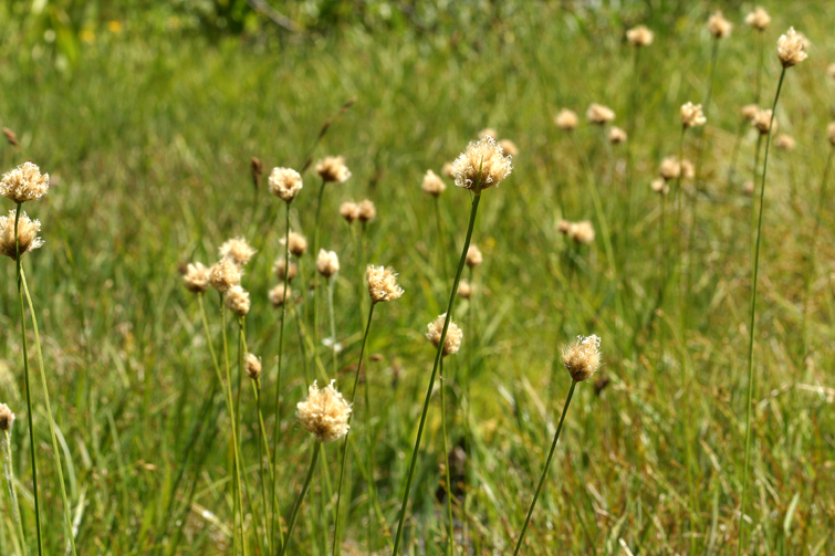 Short-hair cottongrass (Calliscirpus brachythrix)