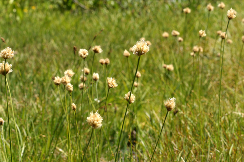 Short-hair cottongrass (Calliscirpus brachythrix)