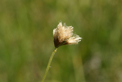 Calliscirpus