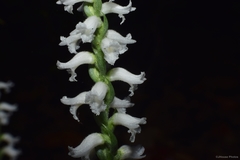 Spiranthes niklasii