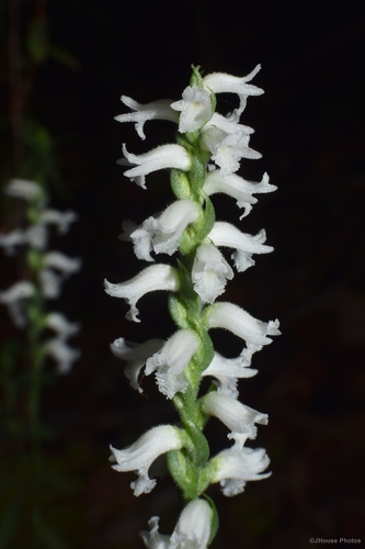 Spiranthes niklasii M.C.Pace