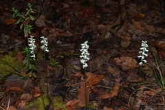 Spiranthes niklasii