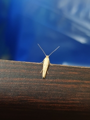 Plutellidae