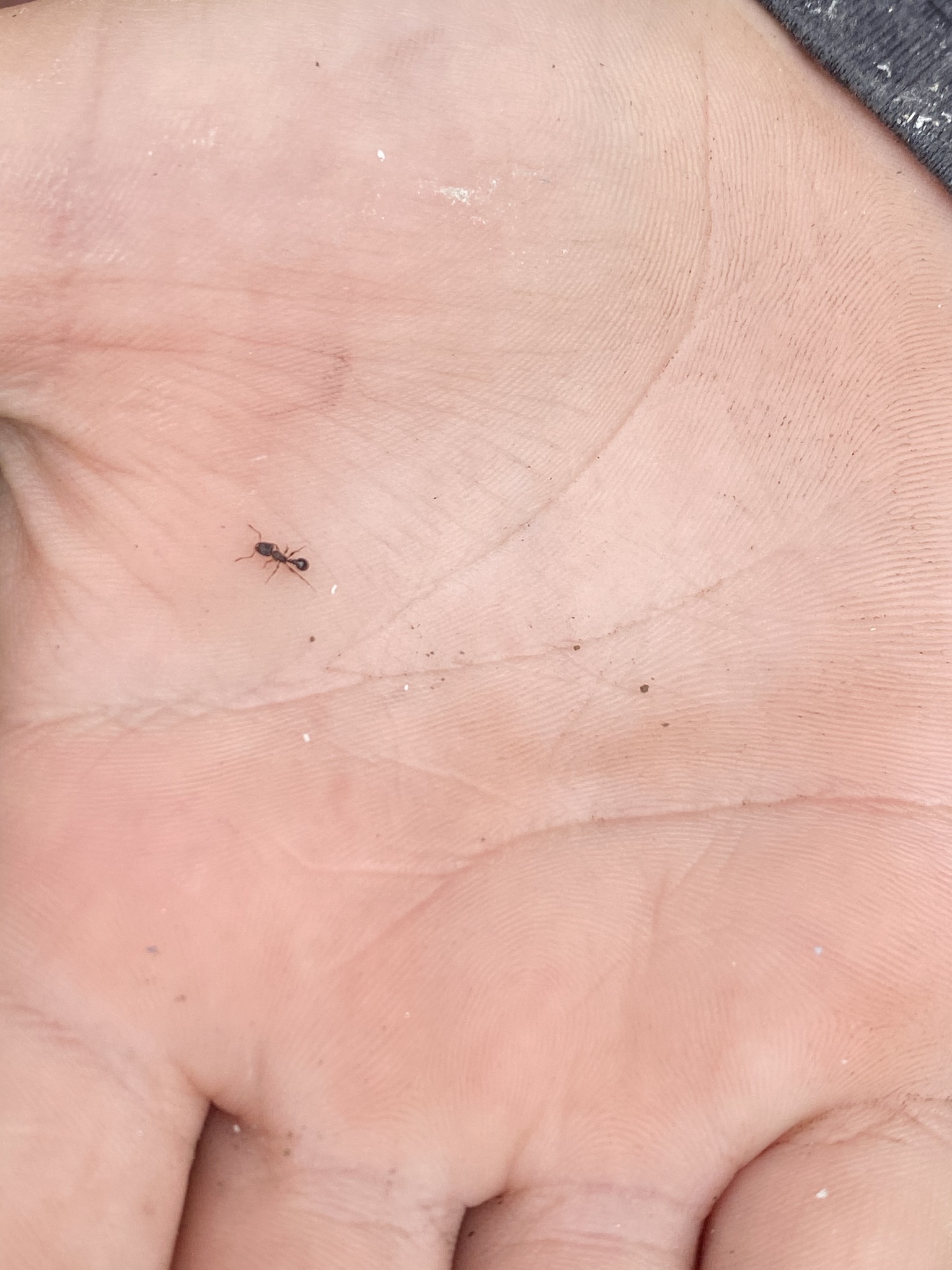 Myrmicinae