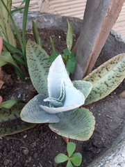 Kalanchoe gastonis-bonnieri