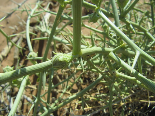 Acanthosicyos horridus image