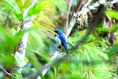 Ficedula superciliaris