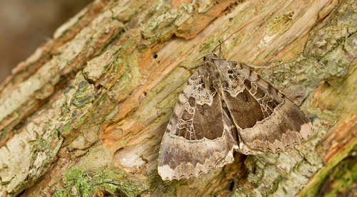 Old Lady, Nationaal Park De Loonse En Drunense Duinen, NL-NB-TI, NL-NB, NL, photo 6 of 10